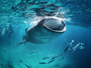 Whale Shark Tour Cancun