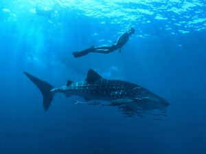 Whale Shark Tour Cancun