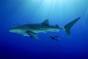 Whale Shark Tour Cancun